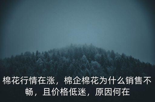 棉花行情在漲，棉企棉花為什么銷售不暢，且價(jià)格低迷，原因何在