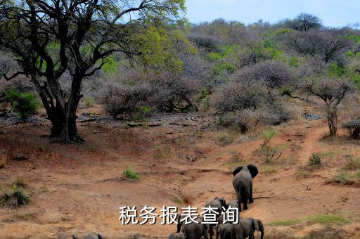 如何查詢稅務(wù)申報(bào)表，怎么查詢歷史財(cái)務(wù)報(bào)表和納稅申報(bào)表