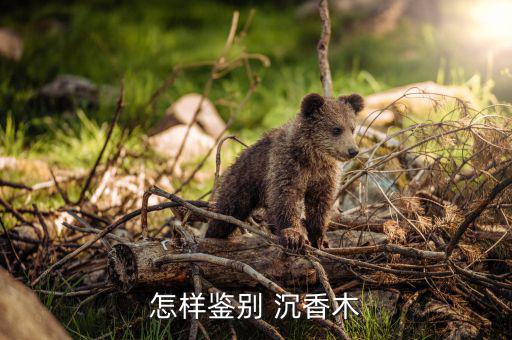 怎么找沉香木,香港沉香木頭有何來頭?