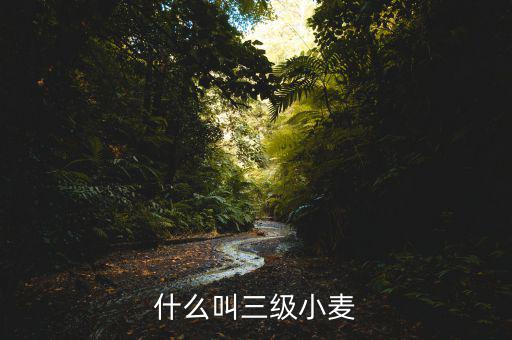 小麥三化是什么，小麥糖化過程是有氧反應(yīng)還是無氧反應(yīng)