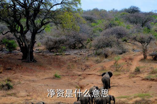 凈資是什么意思