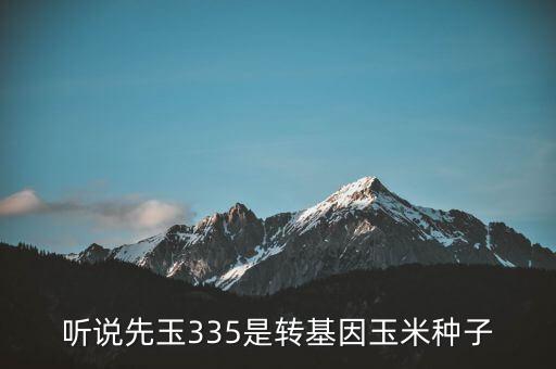 聽(tīng)說(shuō)先玉335是轉(zhuǎn)基因玉米種子