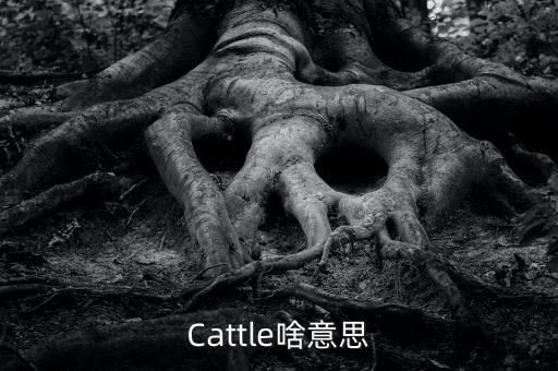 牛回頭什么意思，Cattle啥意思