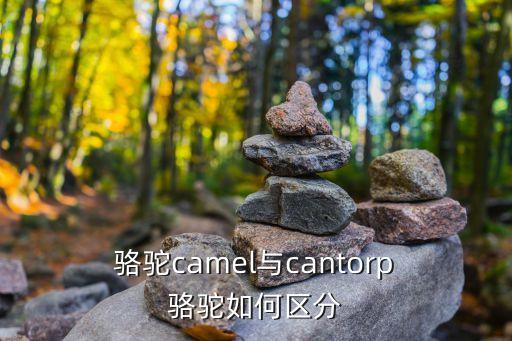  駱駝camel與cantorp 駱駝如何區(qū)分