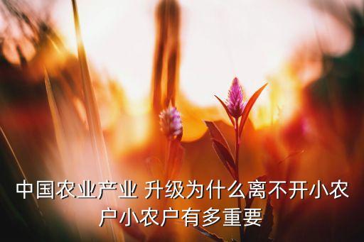 中國農(nóng)業(yè)產(chǎn)業(yè) 升級為什么離不開小農(nóng)戶小農(nóng)戶有多重要