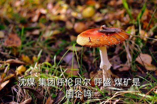  沈煤 集團(tuán)呼倫貝爾 呼盛 煤礦是國企嗎